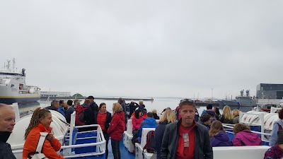 Photos of Life of Whales
