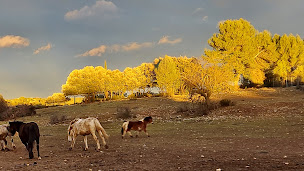 Photo n°4 de les poules de luxe à Montarnaud (Pension pour chevaux)