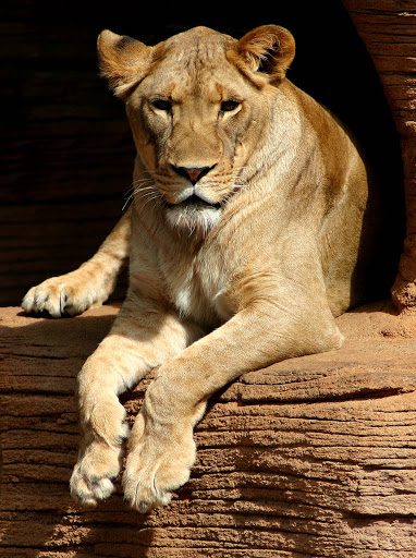 The Lion King - Thumbnail