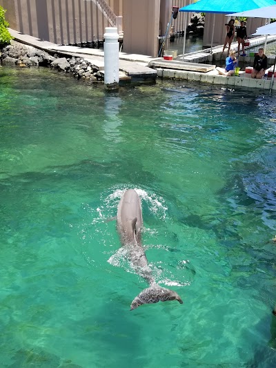 Dolphin Quest Hawaii - Swim with Dolphins