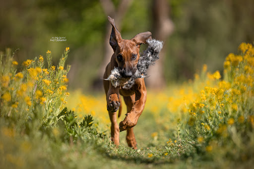 herzundhund - Thumbnail