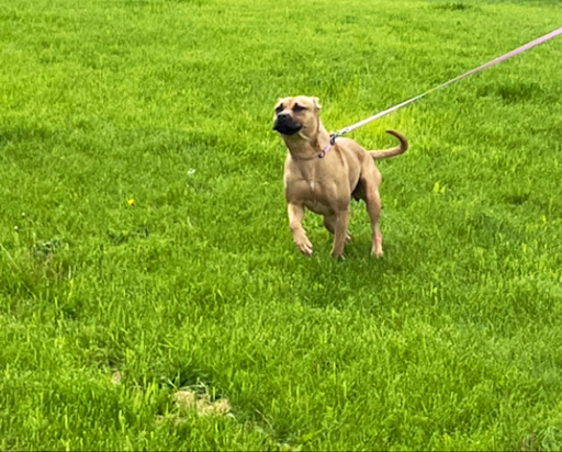 Humane Society of Western Montana - Thumbnail