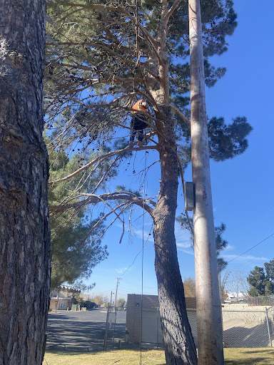 Beavers Tree Services - Visual