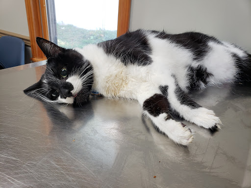 Central Jersey Veterinary Clinic - Thumbnail