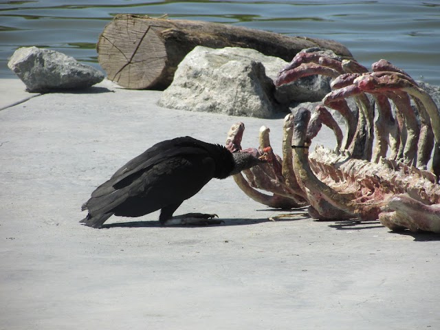 Parc des Oiseaux