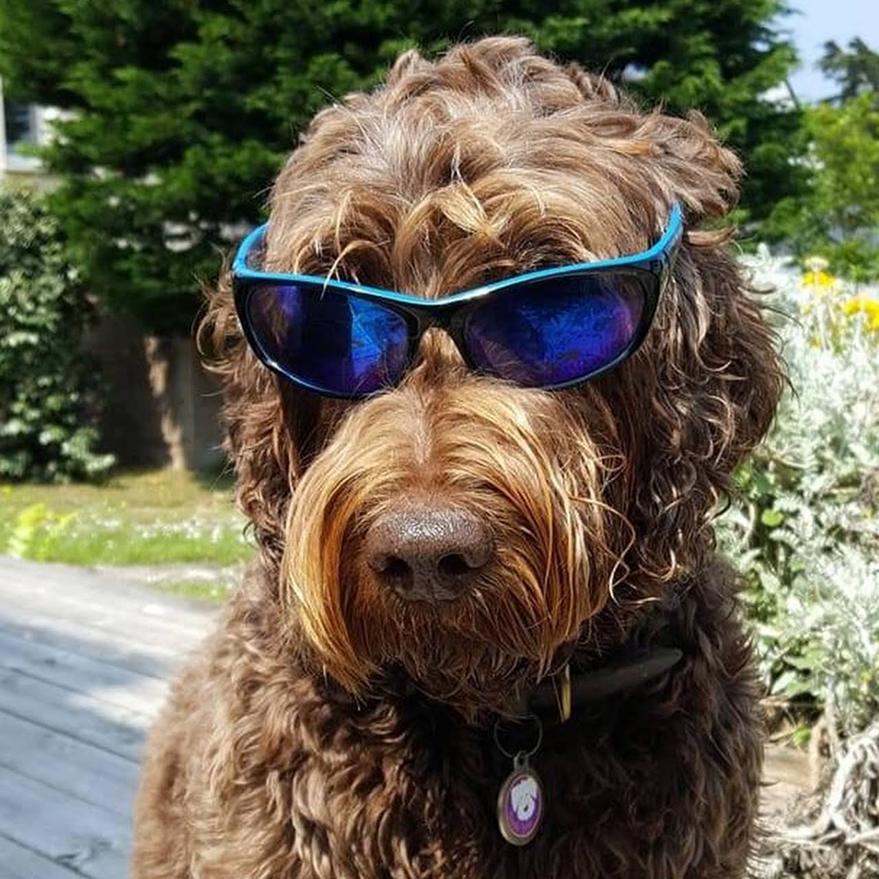 Pet Food Subscription Service