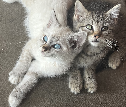 Pine Grove Animal Clinic - Thumbnail