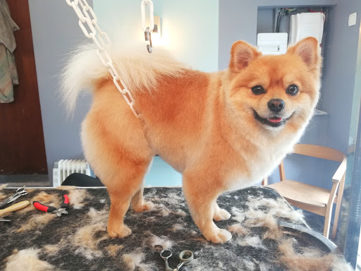 Natur'dog toilettage - Thumbnail
