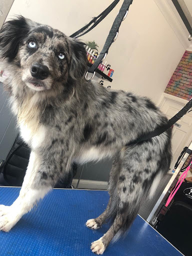 Pawfection Professional Dog Groomers - Thumbnail
