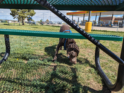 Dogs Park - Thumbnail