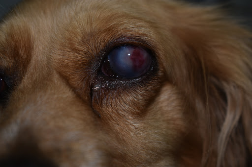 Centro Médico Veterinario Canino