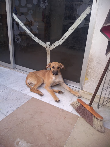 Clínica Veterinaria Kan