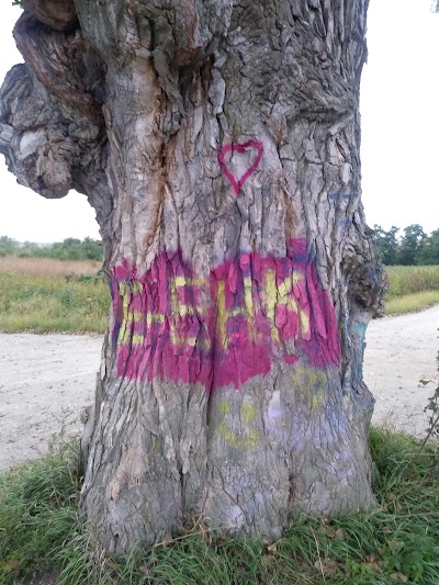 Tree in the Road