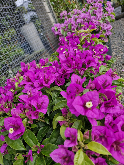 Floricultura Cantinho das flores