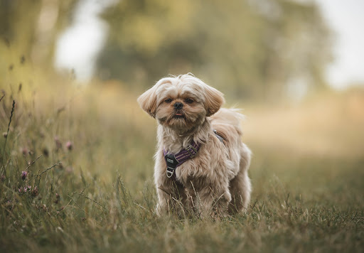 Sensory Garden for dogs Coach - Thumbnail