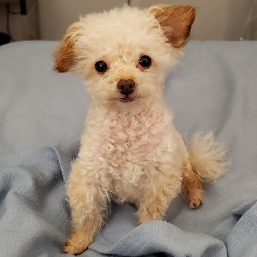 Apollo Veterinary Hospital - Thumbnail
