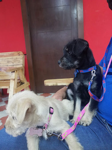Lion's Pet Veterinaria - Thumbnail