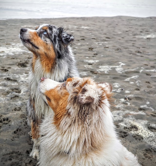 Fort Funston National Park