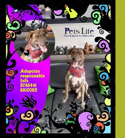 Photos of Pets Life