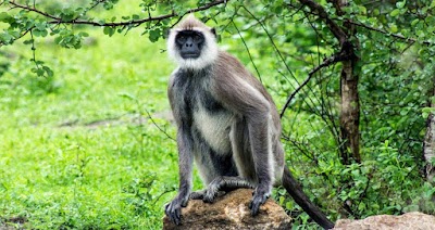 Photos of Elegant Safari