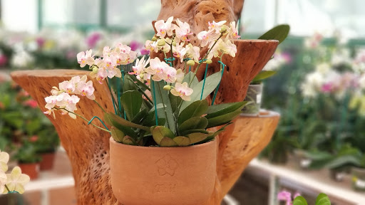 Tahi Exotic Flowers, S.A. de C.V. - Mexico