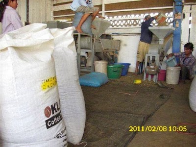 Photos of OKLAO Coffee Farm (LAOs)