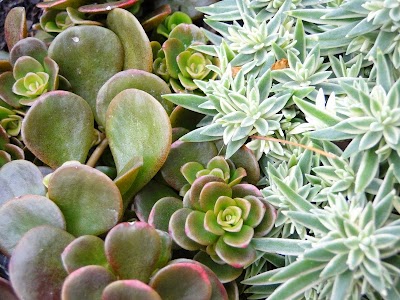 Photos of Pine Hill Village Gardens