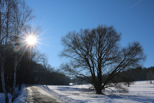 alter Baum - Thumbnail