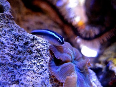 Photos of Su Acuario Marino