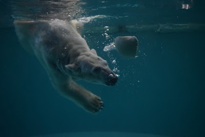 Photos of Beijing Zoo