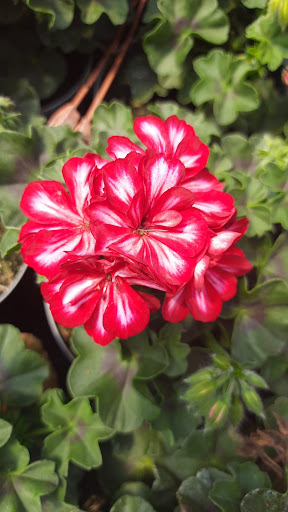 Floricoltura Santarini Logo