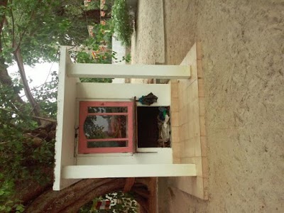 Photos of Bodhi Tree