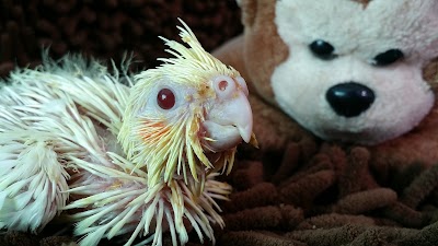 Photos of J1 Bird Farm