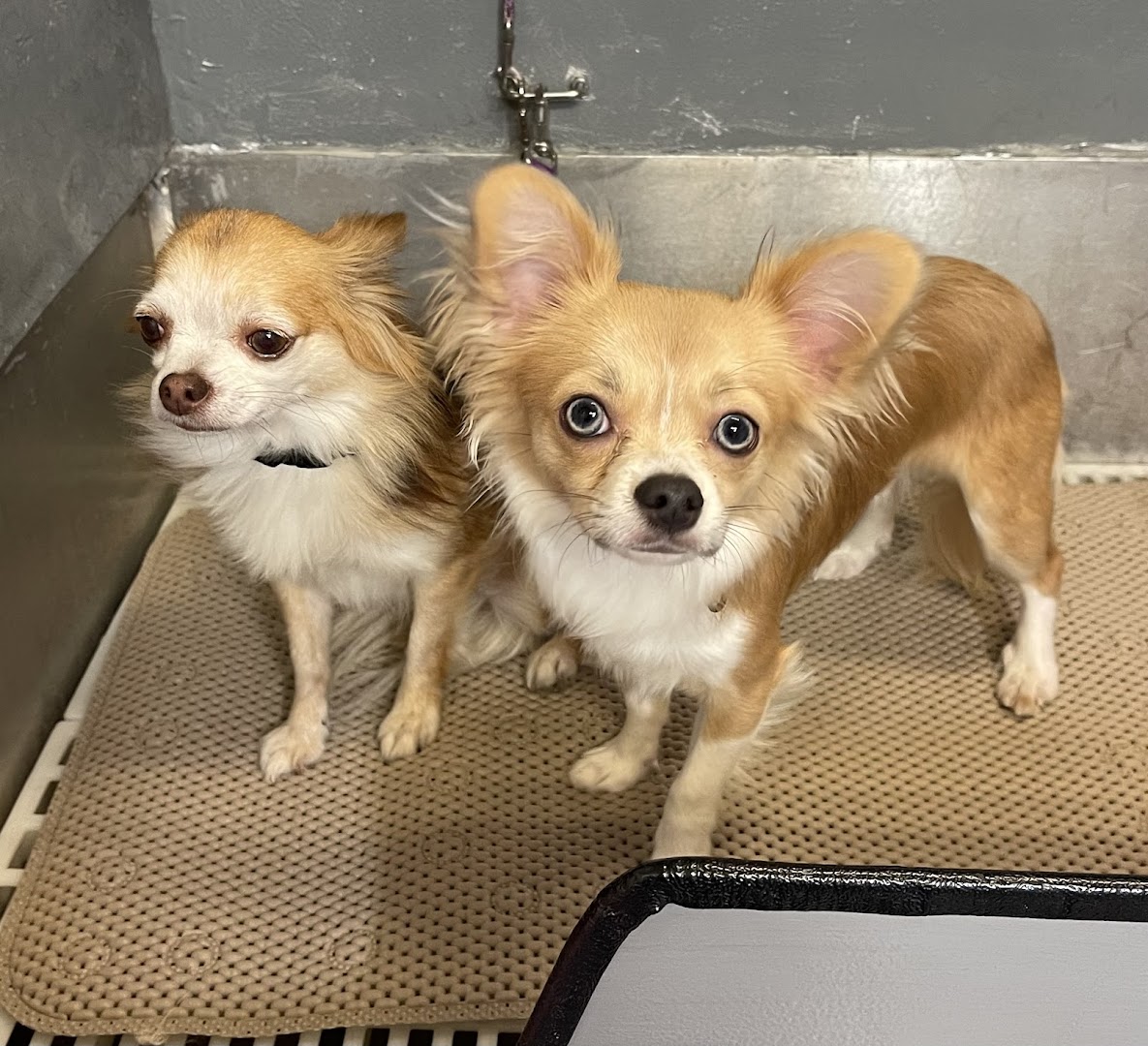 Wagon Tails Mobile Pet Grooming LLC