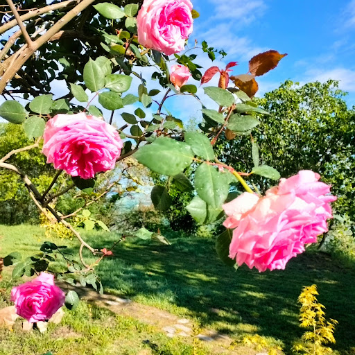 Cascina - Visual