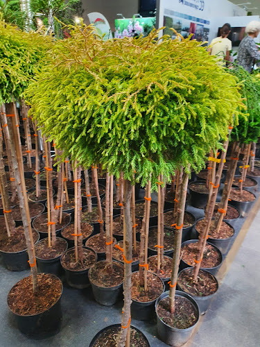 Gospodarstwo Szkółkarskie Andrzej Krzysiak - Świdnik