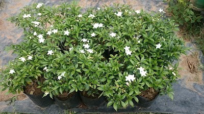 Photos of Anju Plant Nursery And Landscaping