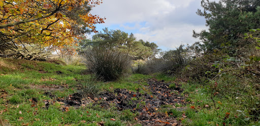 Whitwell Moor - Thumbnail