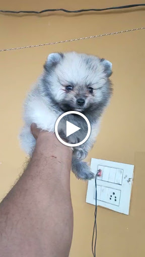 🐩 Beautiful Culture pom male puppy available post image