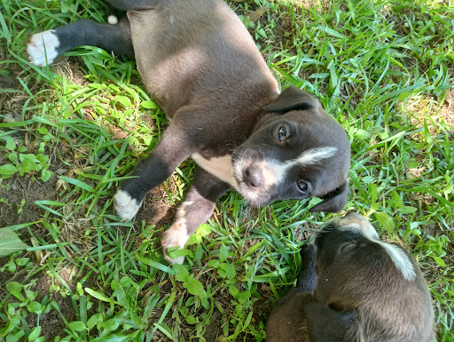 Mobile SPCA