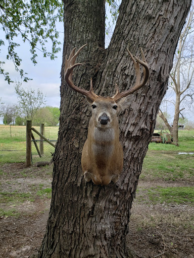 Weathermon Taxidermy - Thumbnail