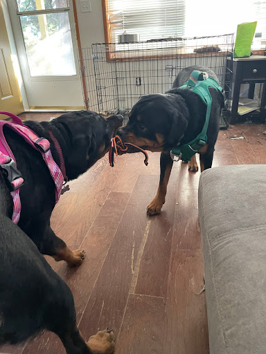 Best Friends Mobile Veterinary Care Gallery - United States
