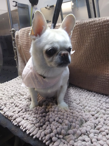 Chrissy's Canine Clips Mobile Spa - Thumbnail