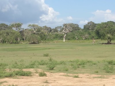Photos of Yala National Park යාල ජාතික වනෝද්&zwj;යානය