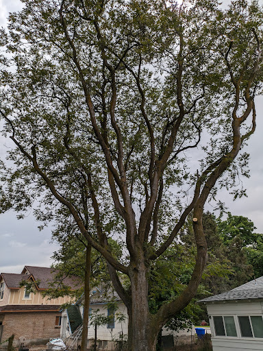 LS Tree Services LLC - Visual
