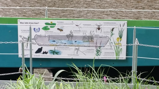 Grüne Schute - Visual