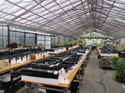 めだか村ぽぽんた