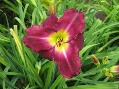 New Every Morning Daylily Gardens