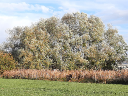 lusigny sur barse - Thumbnail