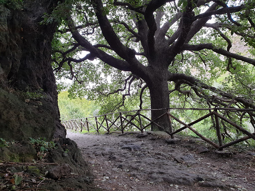 vecchia quercia - Visual